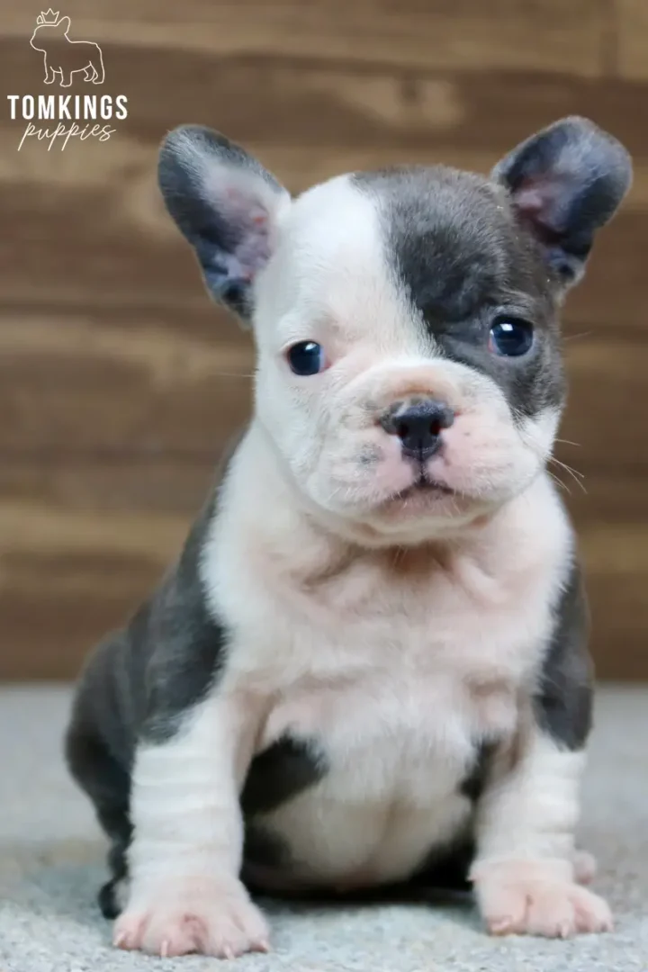 Frances, a blue pied French Bulldog puppy, sits front and center with bright blue eyes, her face distinctly half white and half blue-gray, on a soft gray surface.