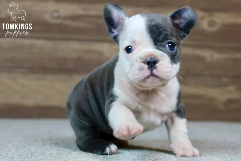 A sweet female blue pied French Bulldog puppy named Frances sits on a grey carpet, gently raising one paw.
