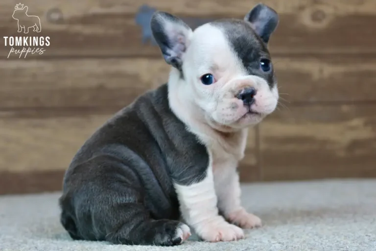 Frances, a blue pied French Bulldog puppy, sits on a soft gray surface, gazing gently at the camera. She has bright blue eyes and a white blaze on her face.