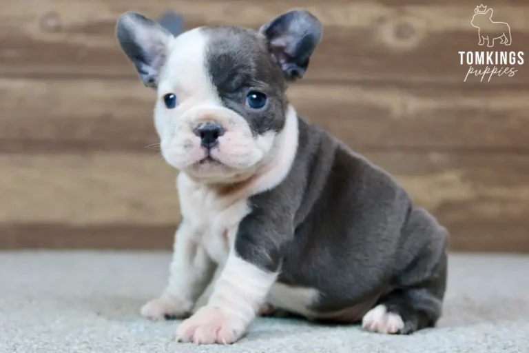 Frances, a blue pied French Bulldog puppy, sits alertly on a light carpet, looking forward with bright blue eyes against a wooden background.