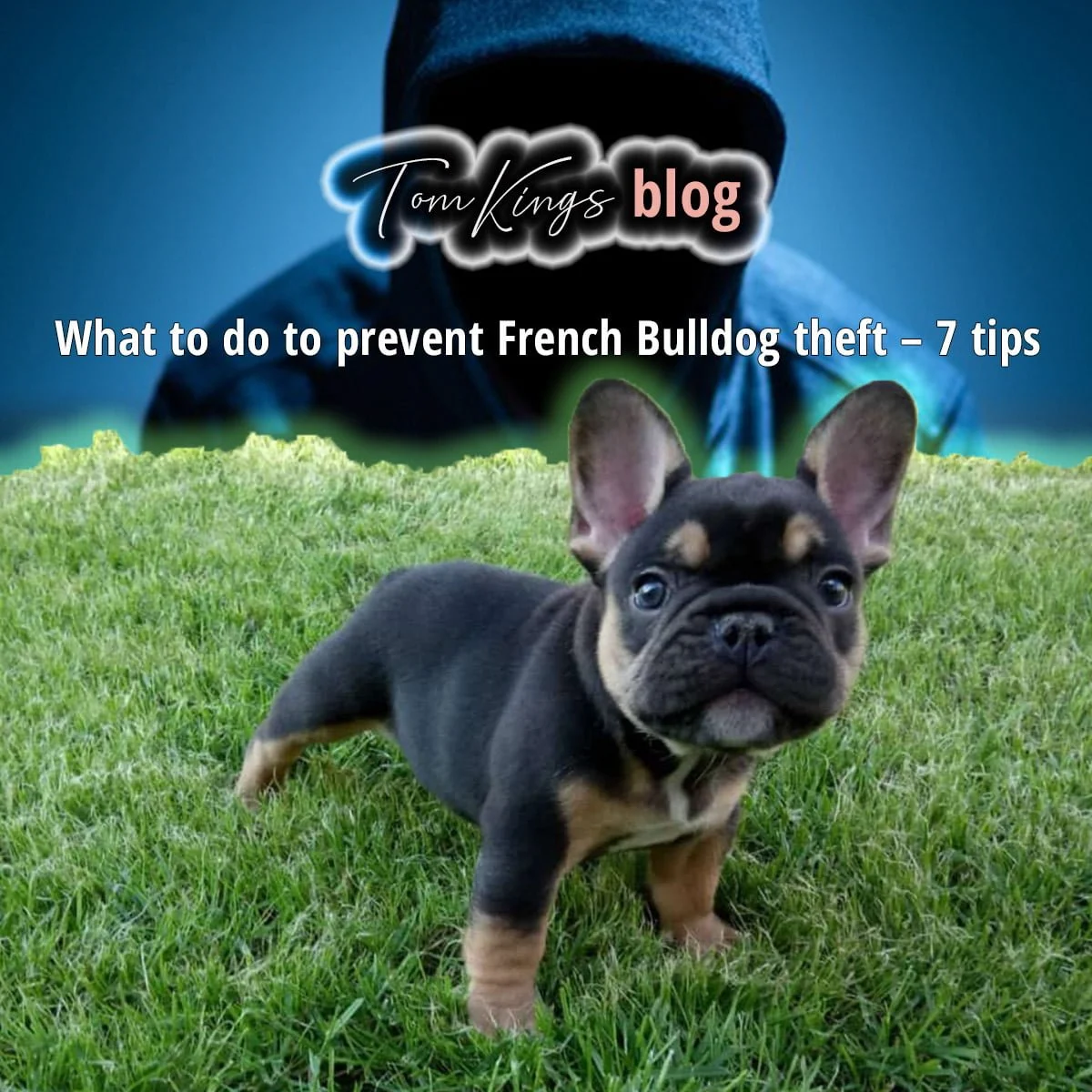 TomKings blog banner about preventing French Bulldog theft