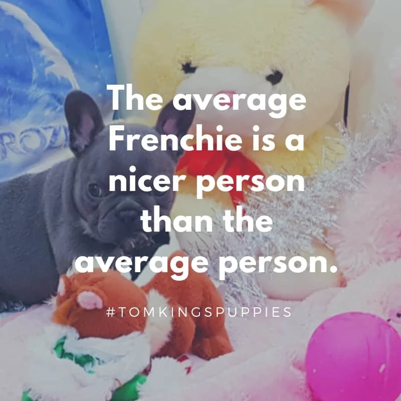 TomKings Puppies quote graphic with a grey Frenchie puppy