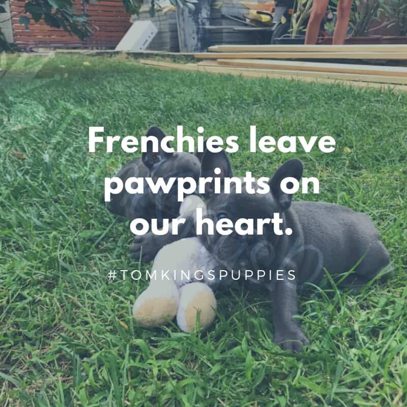 10 best Frenchie quotes - TomKings Blog