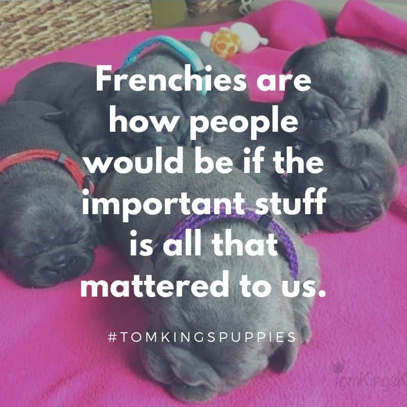 10 best Frenchie quotes - TomKings Blog