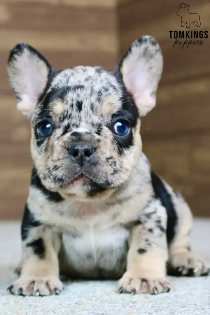 A black merle and tan French Bulldog puppy named Gavin sits, looking directly with his bright blue eyes.
