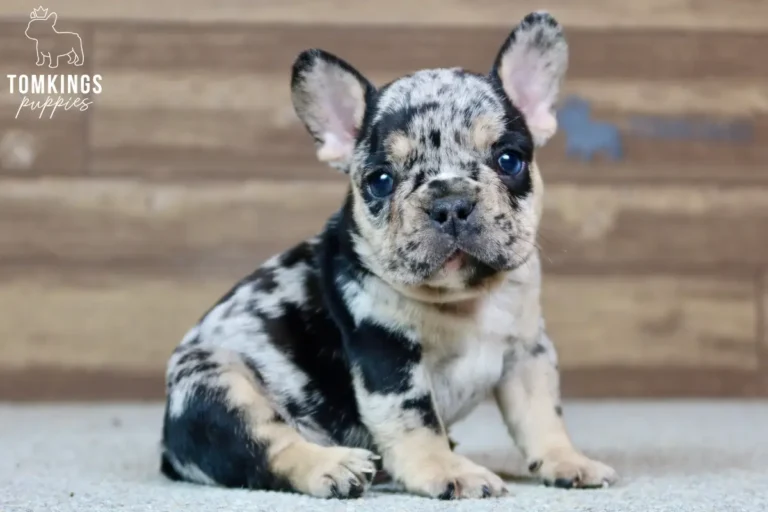 A black merle and tan French Bulldog puppy named Gavin sits on a light carpet, looking directly at the camera.