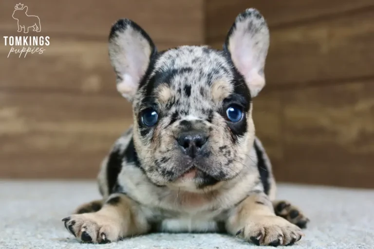 Gavin, a black merle and tan French Bulldog puppy, lays down looking at the camera, showcasing his distinctive merle pattern and blue eyes.