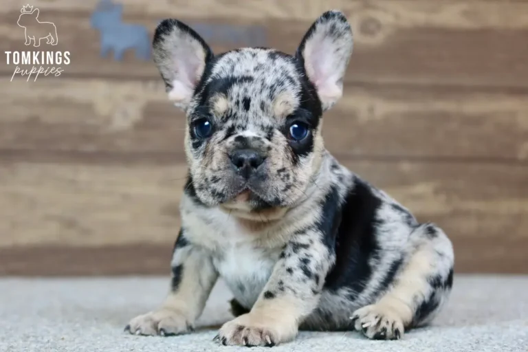 A black merle and tan French Bulldog puppy, Gavin, sits alertly, gazing forward against a rustic wooden background.