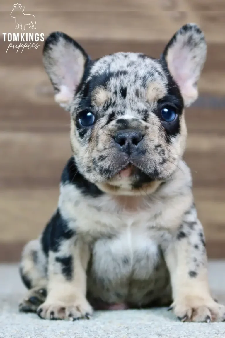 A black merle and tan French Bulldog puppy named Gavin sits attentively with bright blue eyes on a light gray carpet.