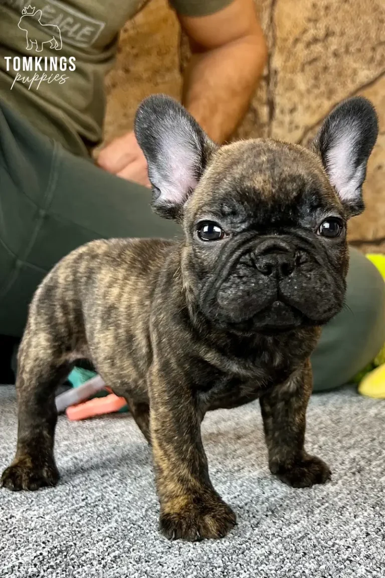George, a brindle French Bulldog puppy, standing on a gray surface and looking toward the camera.