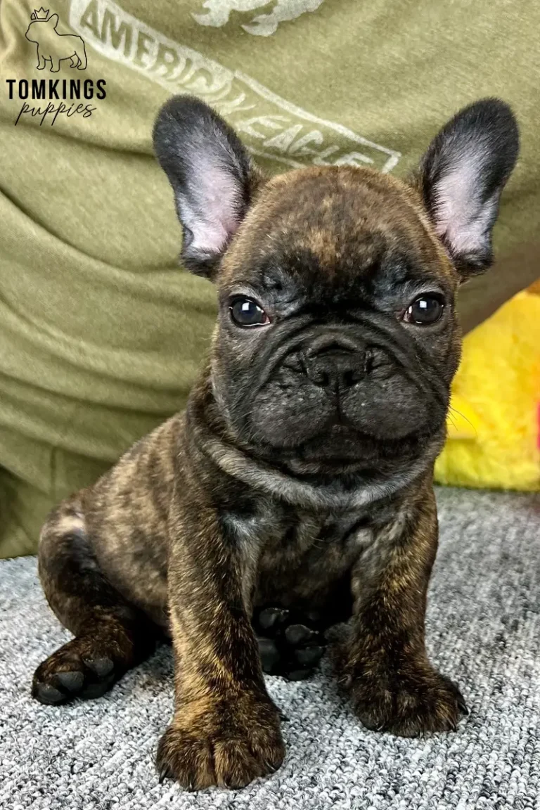 George, a brindle French Bulldog puppy, sitting on a person's lap and looking directly at the camera.