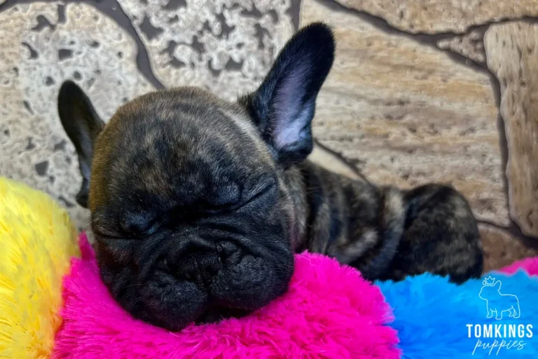 George, a brindle French Bulldog puppy, sleeping with his head resting on a bright pink plush cushion.