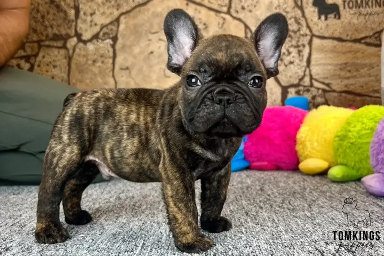 George, a brindle French Bulldog puppy, standing in side profile beside colorful plush toys.