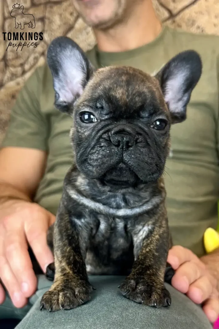 George, a brindle French Bulldog puppy, sitting on a person's lap and facing the camera.