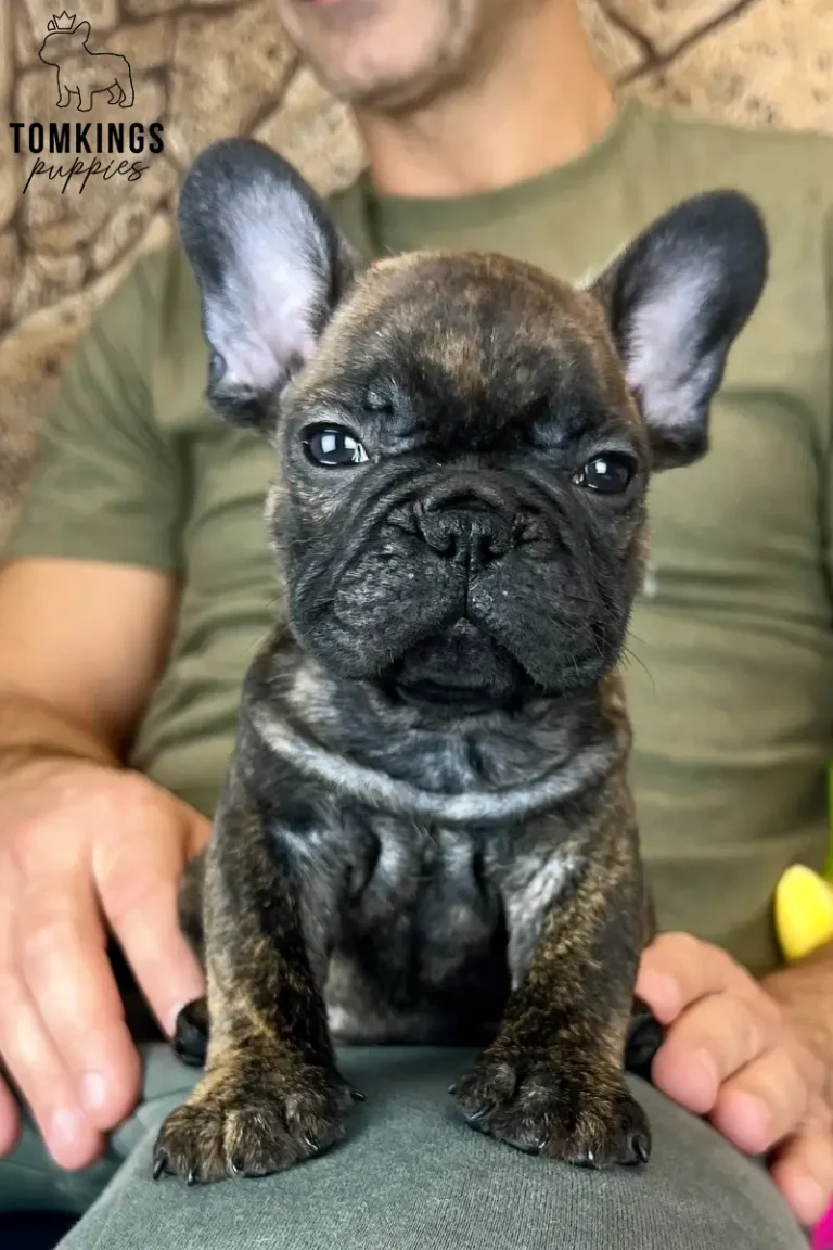 George, a brindle French Bulldog puppy, sitting on a person's lap and facing the camera.