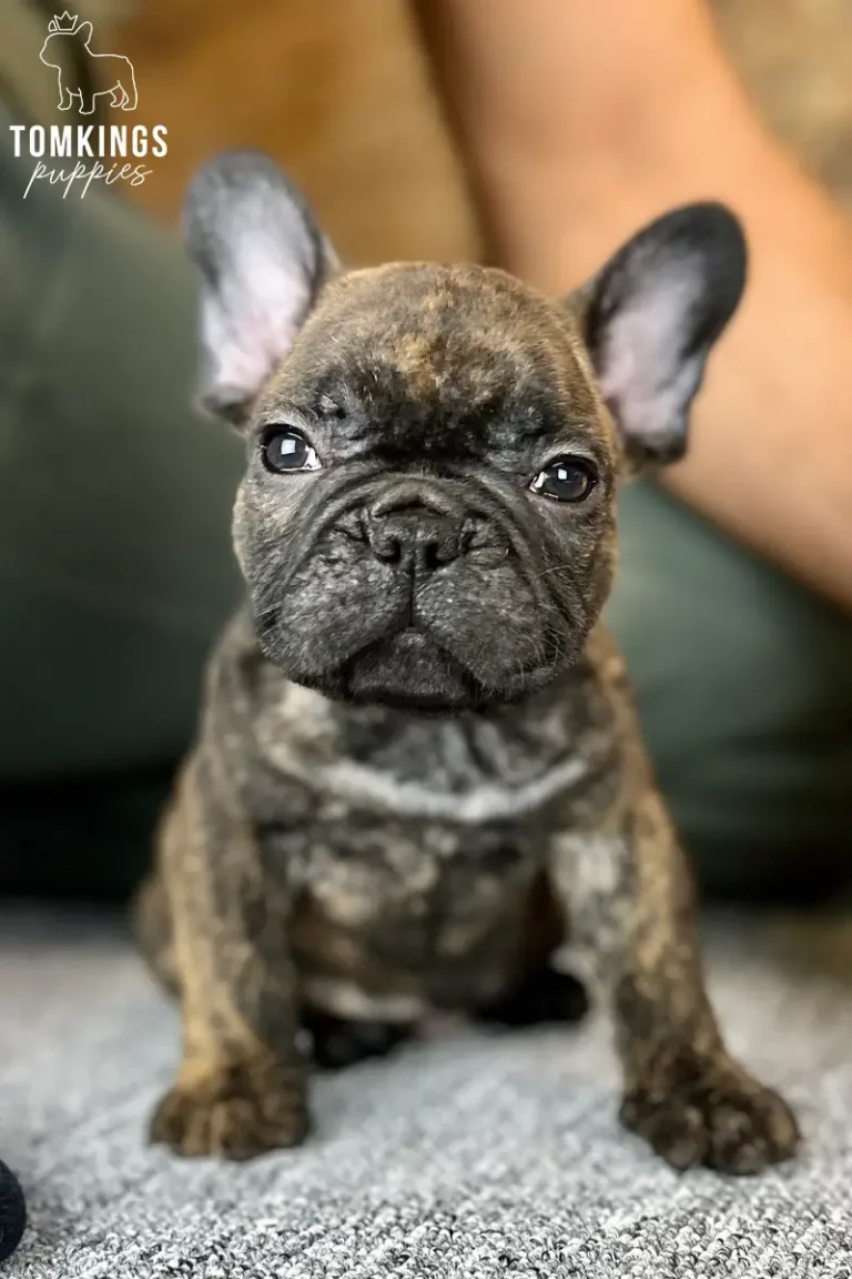 George, a brindle French Bulldog puppy, sitting indoors and looking directly at the camera.