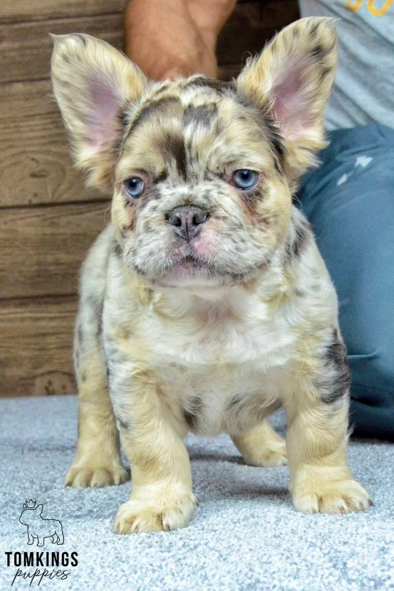 Gilbert, a fluffy choco merle and tan French Bulldog puppy with bright blue eyes, stands alertly looking forward.