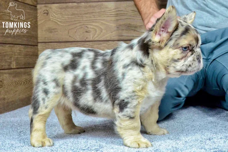 A male fluffy choco merle and tan French Bulldog puppy named Gilbert stands in profile on a light grey carpet, looking right.
