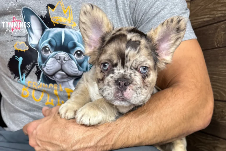 A choco merle and tan fluffy French Bulldog puppy named Gilbert with blue eyes looks curious while being held.