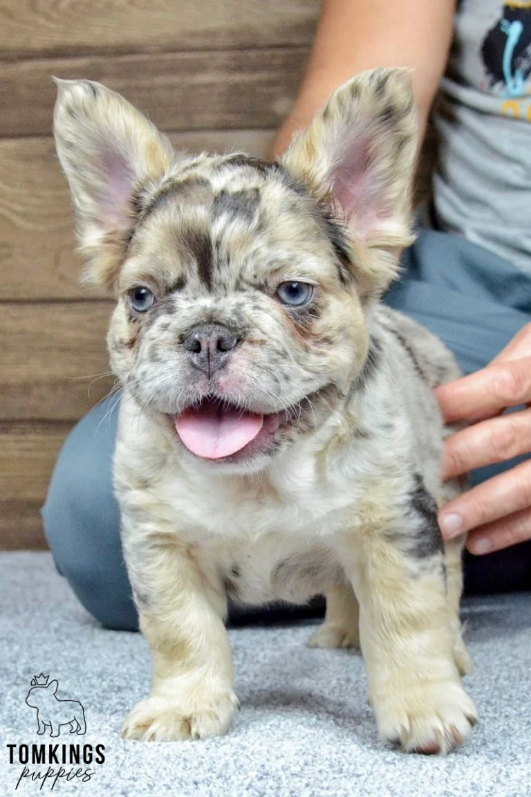 A fluffy choco merle and tan French Bulldog puppy, Gilbert, stands on a gray carpet, looking curious with his tongue out and blue eyes. A person's hands are behind him.