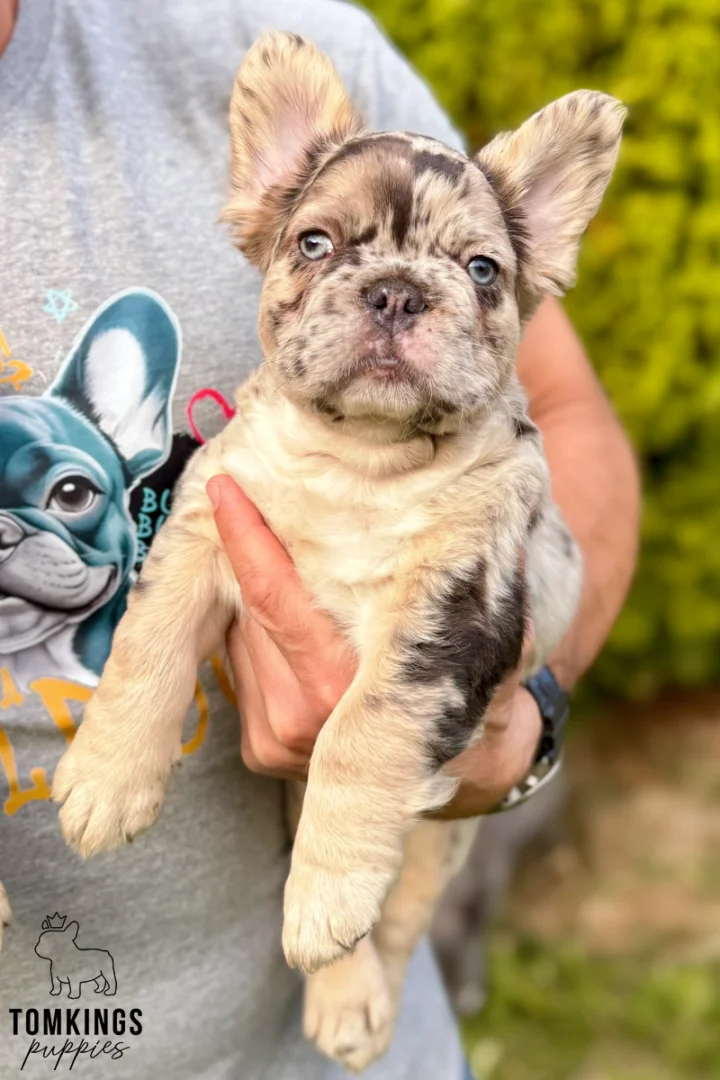 A choco merle and tan fluffy French Bulldog puppy named Gilbert with striking blue eyes looks attentively at the camera while being held.