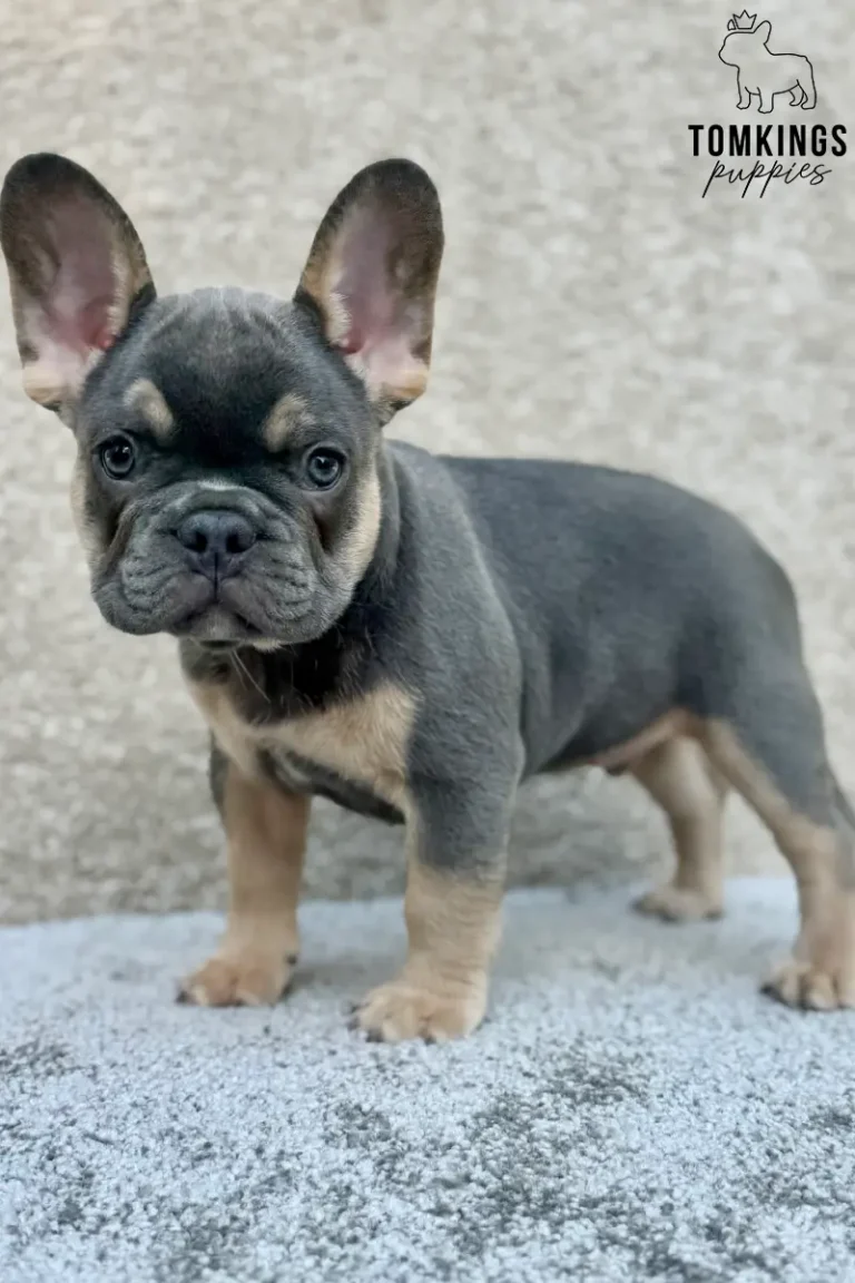 Hank, a blue and tan French Bulldog puppy, standing in side profile on a gray surface while looking toward the camera.