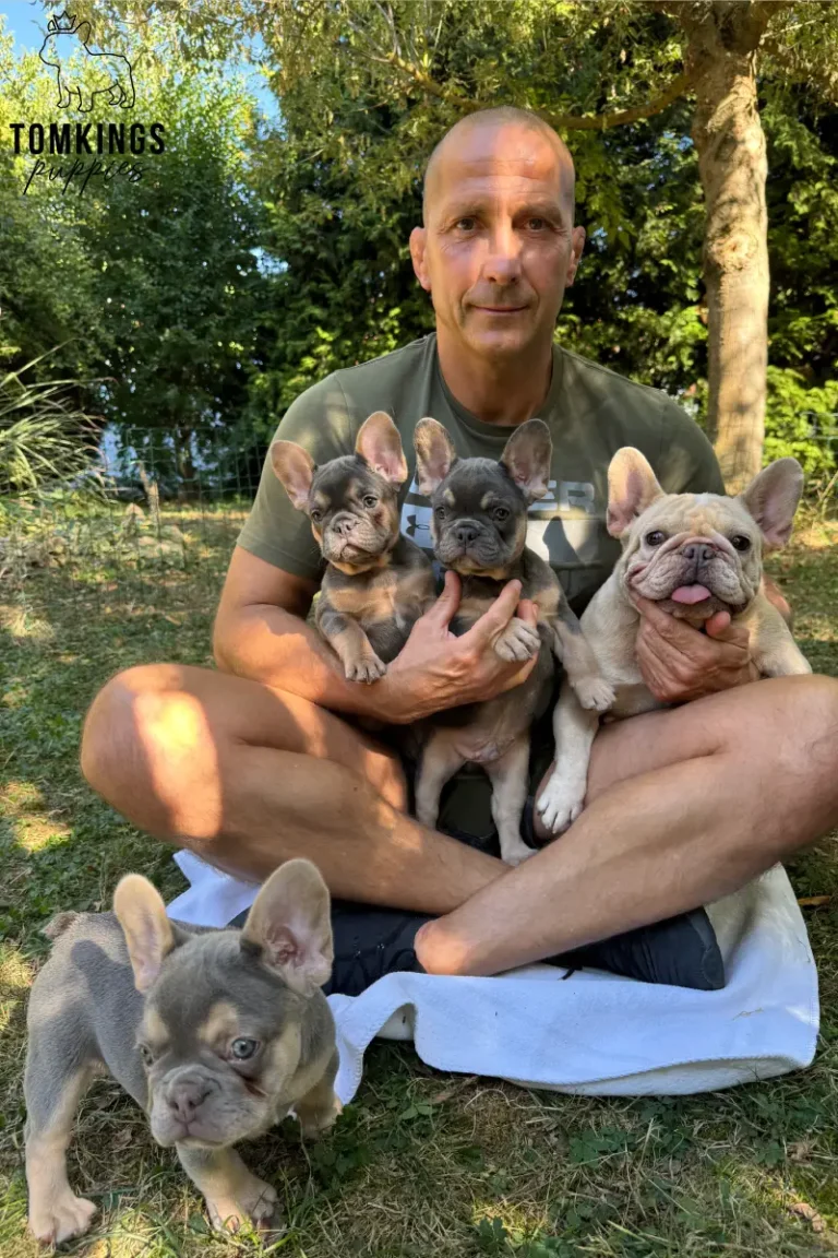 Hank, a blue and tan French Bulldog puppy, outdoors with a man holding several French Bulldogs.