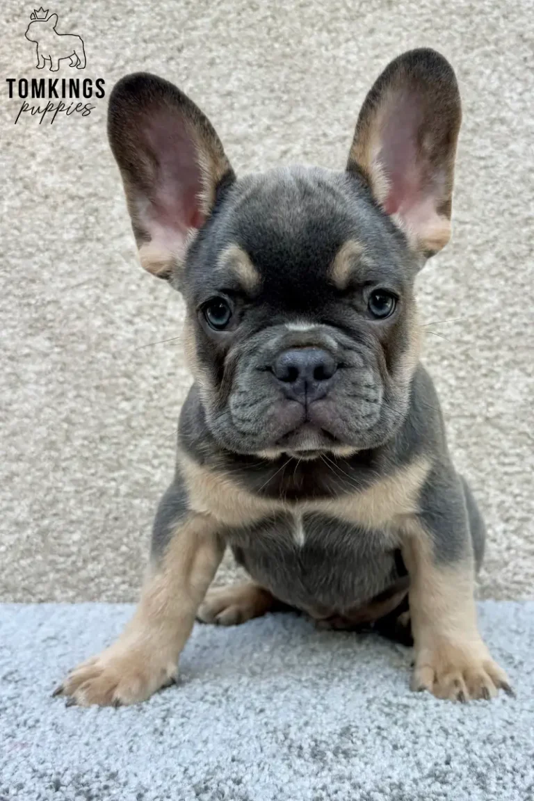Hank, a blue and tan French Bulldog puppy, sitting front-facing on a soft gray surface and looking at the camera.