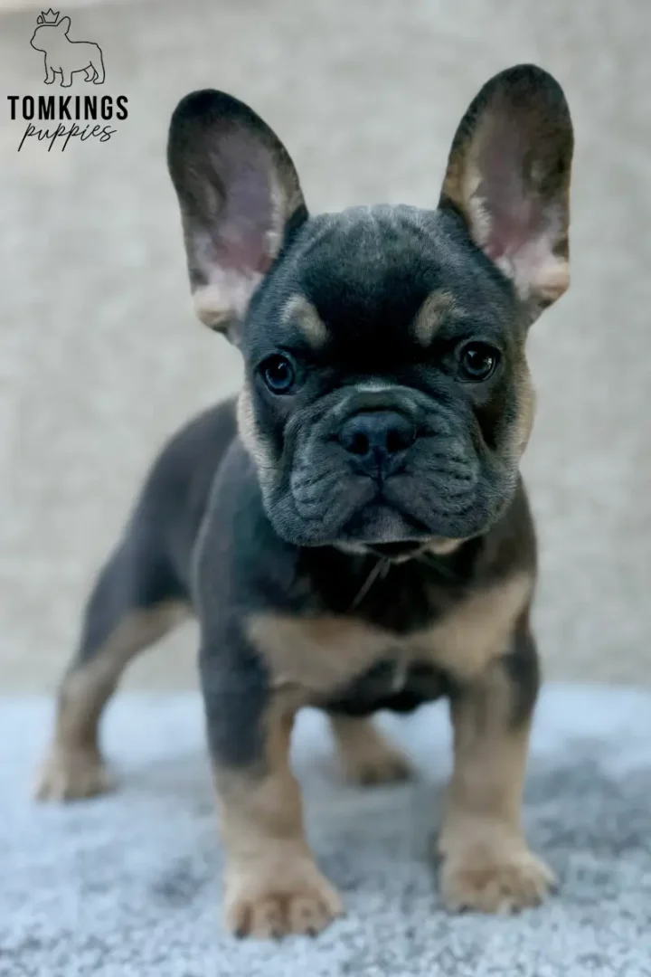 Hank, a blue and tan French Bulldog puppy, standing front-facing on a soft gray surface and looking directly at the camera.