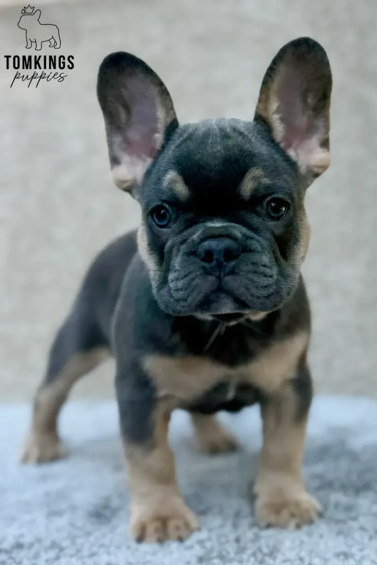 Hank, a blue and tan French Bulldog puppy, standing front-facing on a soft gray surface and looking directly at the camera.