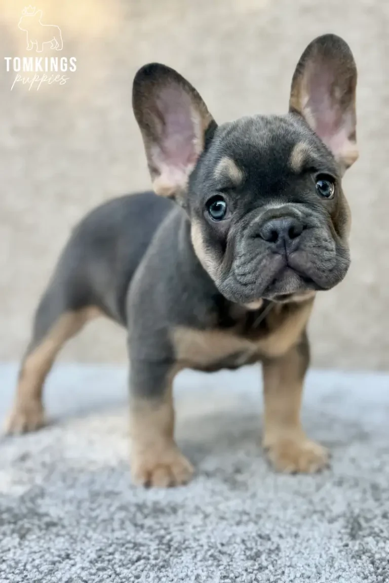 "Hank, a blue and tan French Bulldog puppy, standing on a soft gray surface and looking toward the camera with his head slightly tilted.