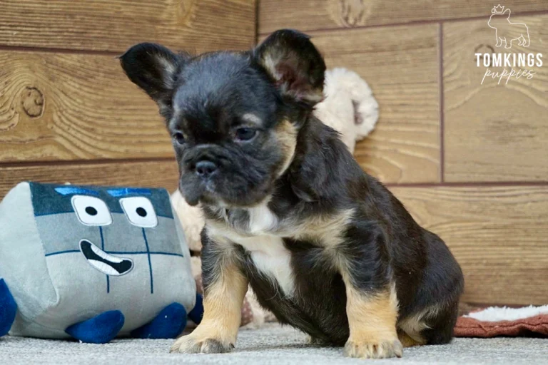 Harold, a black and tan fluffy French Bulldog puppy, sits on a gray carpet next to a gray plush block toy.