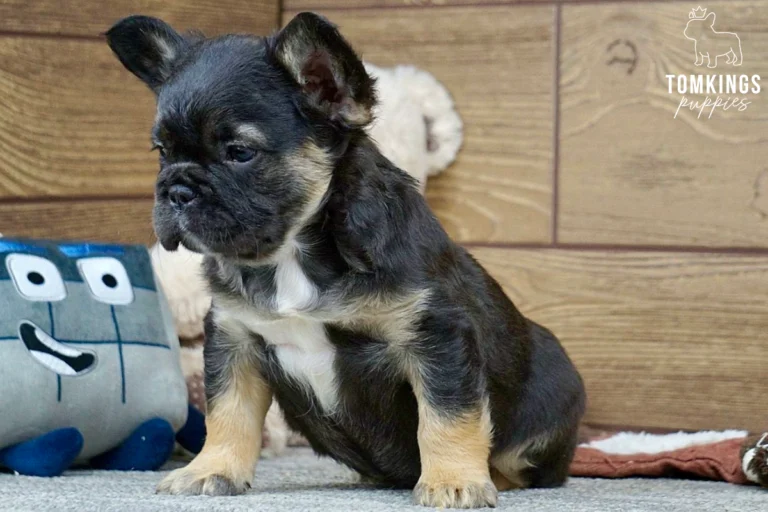 Harold, a fluffy black and tan French Bulldog puppy, sits on a grey carpet with a plush toy, looking thoughtfully to the left.