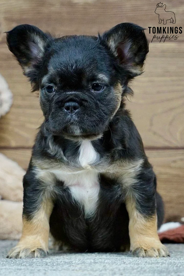 Harold, a black and tan fluffy French Bulldog puppy with soft long fur, tan paws, a white chest patch, and large upright ears, sitting on a gray carpet.