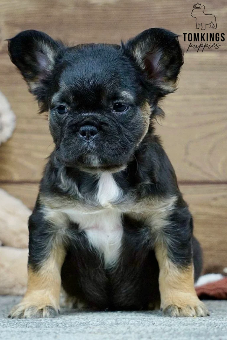 Harold, a black and tan fluffy French Bulldog puppy with soft long fur, tan paws, a white chest patch, and large upright ears, sitting on a gray carpet.