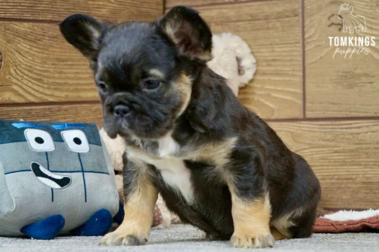 Black and tan fluffy French Bulldog puppy Harold sits curiously on a grey carpet beside a block-shaped plush toy.
