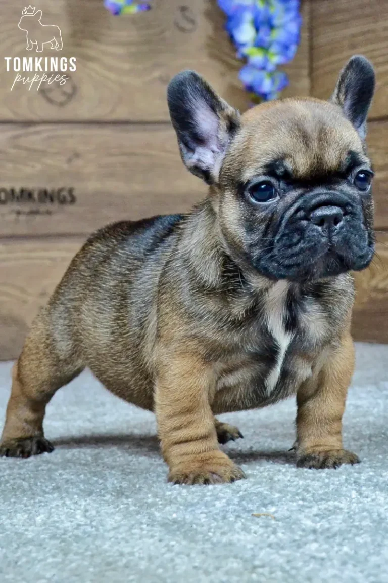 Hedy, a fawn French Bulldog puppy with a dark mask and white chest marking, standing indoors and looking toward the camera.