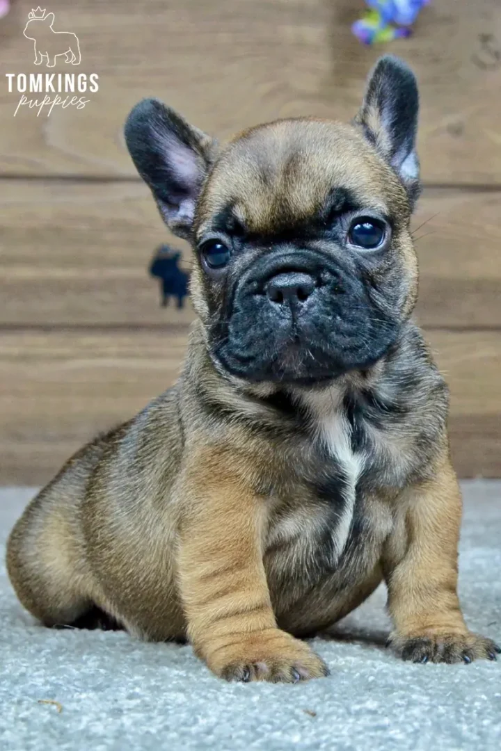 Hedy, a fawn French Bulldog puppy with a black mask, sitting indoors and looking directly at the camera.