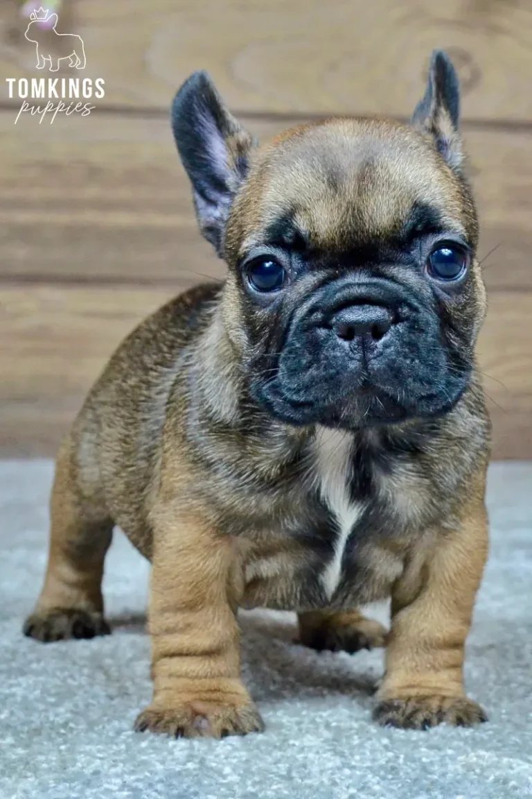 Hedy, a fawn French Bulldog puppy with a dark mask and white chest marking, standing and facing the camera indoors.