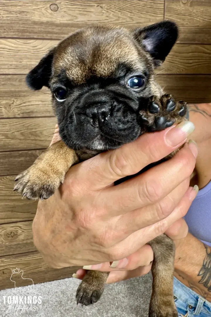 A red sable French Bulldog puppy, Hedy, held by human hands, looks at the camera with her paw gently resting on her face.