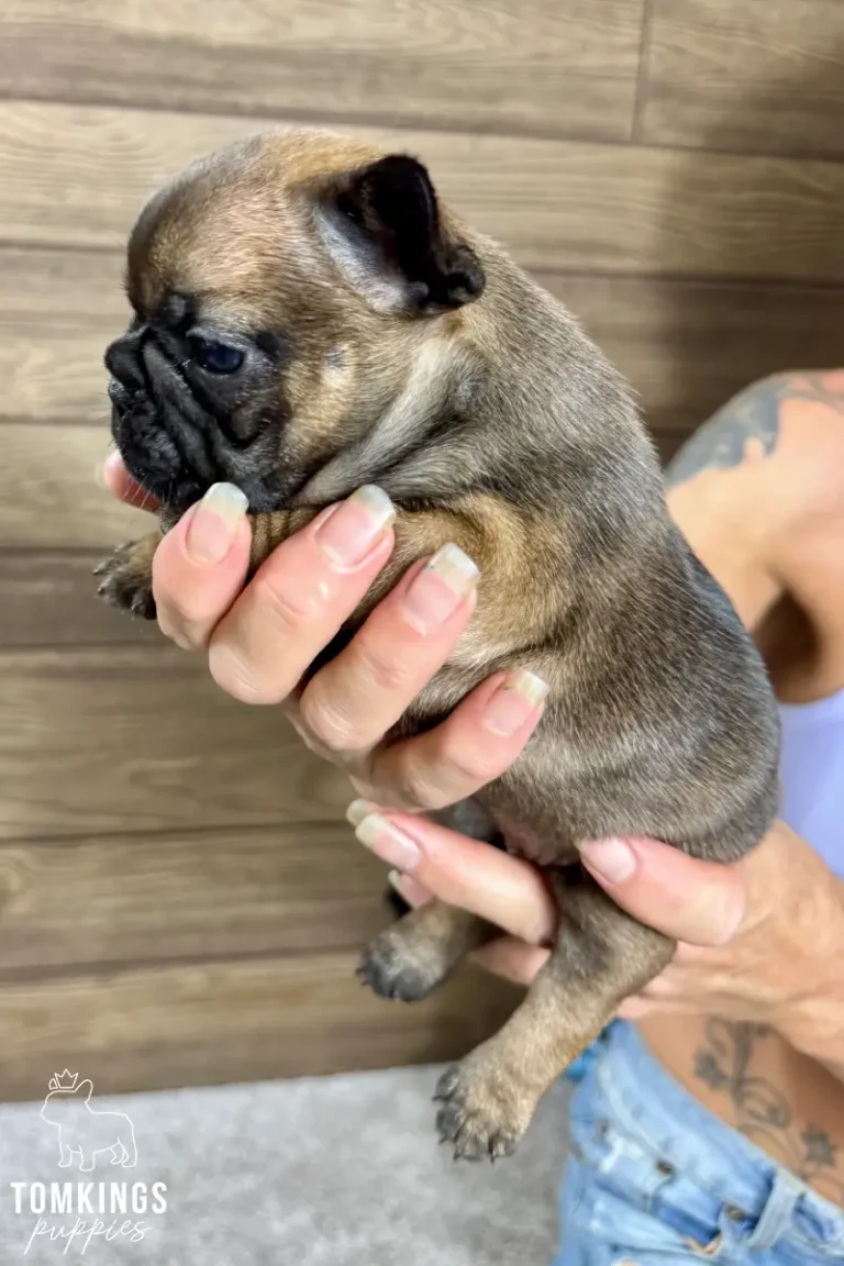 A red sable French Bulldog puppy named Hedy is held gently in human hands, looking left. She has a dark muzzle and floppy ears against a wooden background.