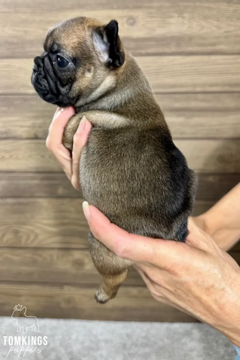 Hedy, a red sable French Bulldog puppy, is gently held upright in profile, facing left, with a light wooden background.
