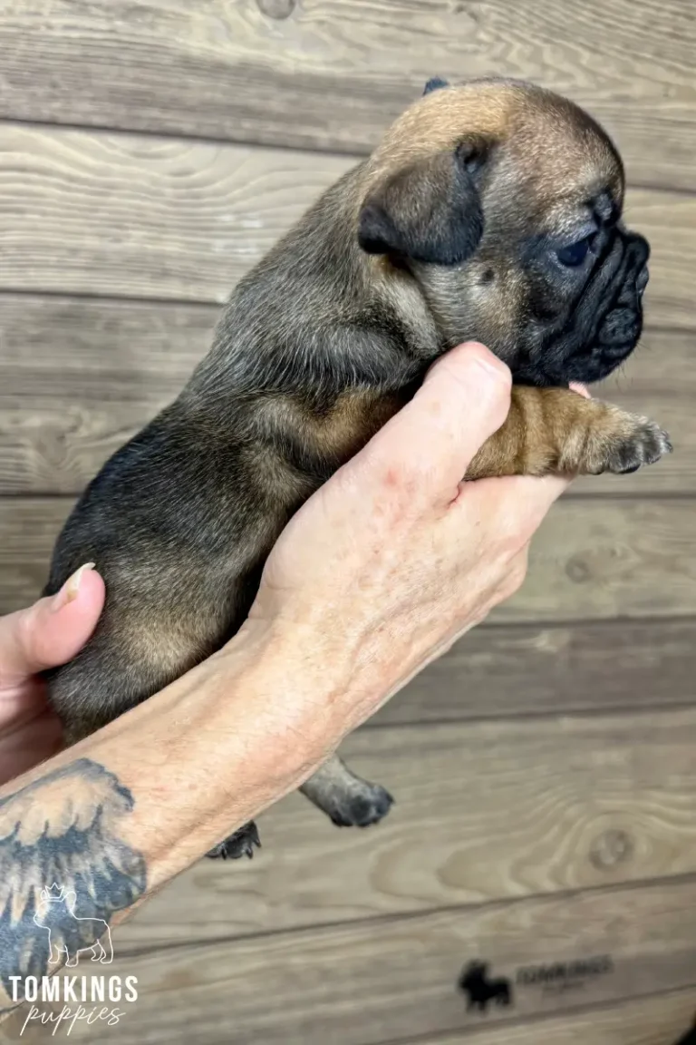 Hedy, a red sable French Bulldog puppy, is gently held by human hands, viewed from her side against a wooden wall.