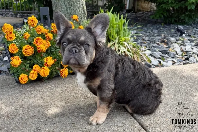 Holly