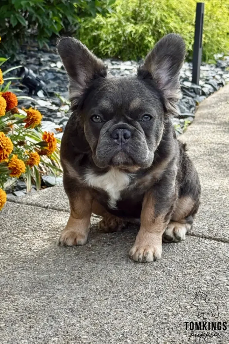Holly