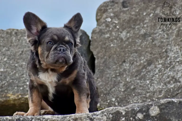 Holly, a blue and tan French Bulldog puppy, on a stone wall outdoors