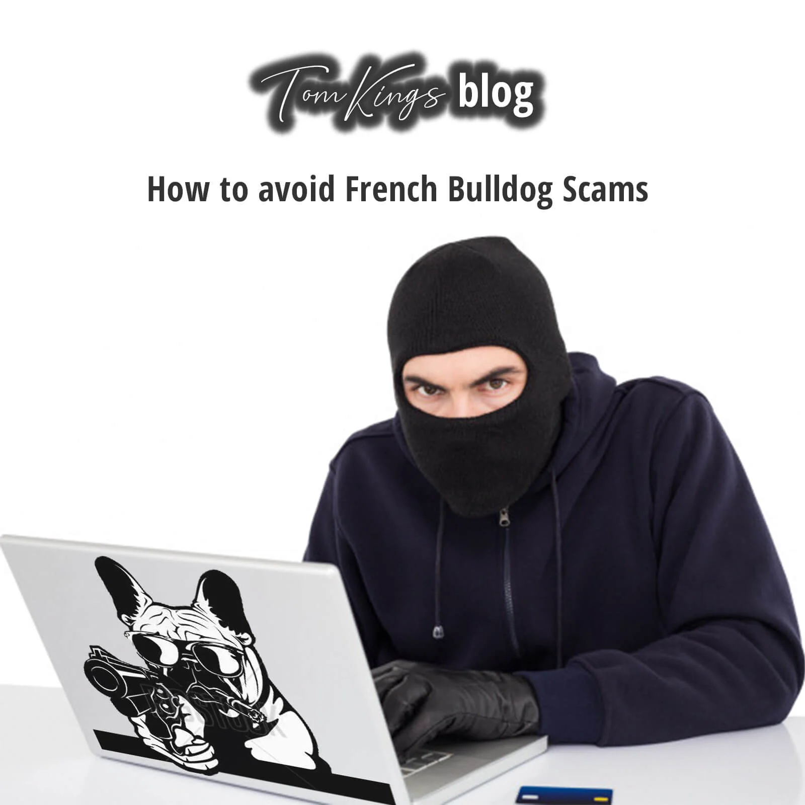 TomKings blog banner about avoiding French Bulldog scams