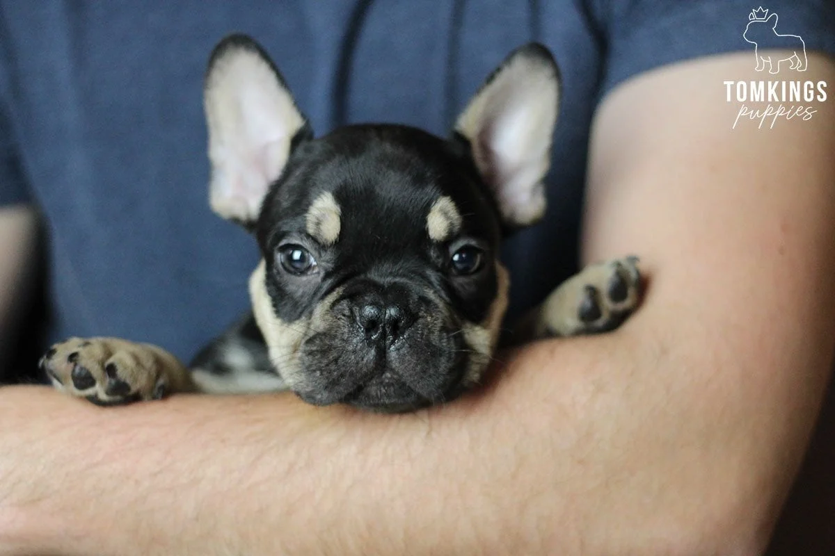 TomKings blog banner about carrying a Frenchie in the car