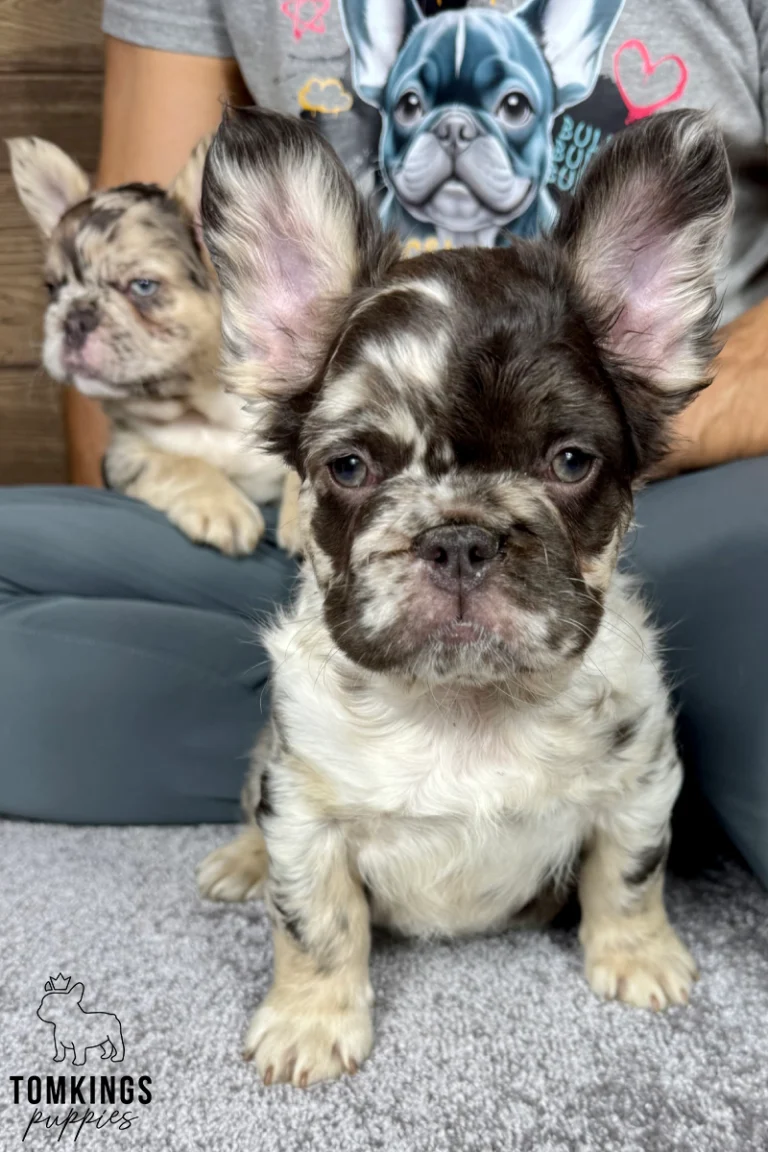 Hubert, a fluffy chocolate merle French Bulldog puppy with large upright ears, light eyes, and a white chest, sitting on a gray carpet.