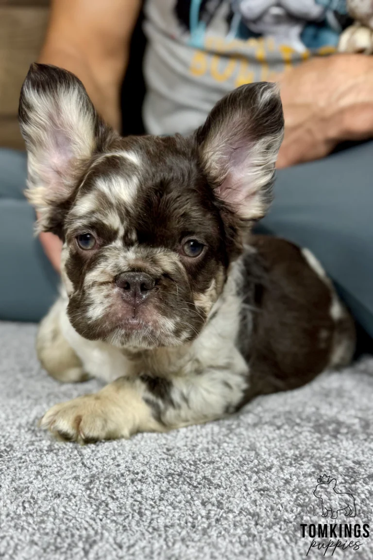 A fluffy choco merle French Bulldog puppy named Hubert lies calmly on a gray carpet, looking directly forward with alert eyes. His dark brown and white mottled fur is visible.